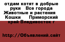 отдам котят в добрые руки - Все города Животные и растения » Кошки   . Приморский край,Владивосток г.